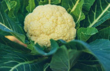 Cauliflower grows in the vegetable garden. Selective focus. Food.