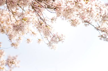 Baharda güzel çiçek açan ağaçlar. Seçici odaklanma. Doğa.