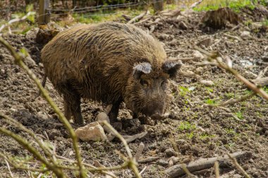 Çiftlikteki çamurda yaban domuzları. Seçici odaklanma. hayvan.