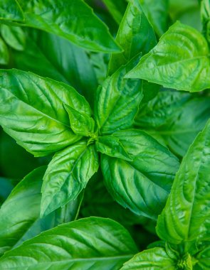 Fesleğen bahçede yetişir. Seçici odaklanma. Yiyecek..