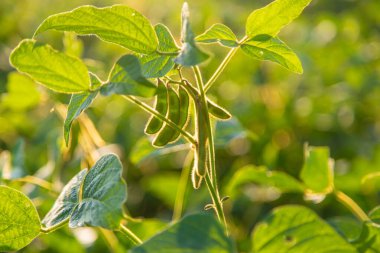 Soya fasulyesi tarlada yetişir. Seçici odaklanma. Doğa.