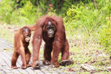 Orangutanlar yaban hayatı içinde
