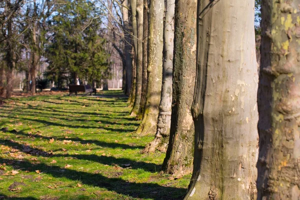 Fát a park — Stock Fotó