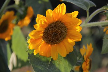 Ayçiçeği güneş tarafından yaktı