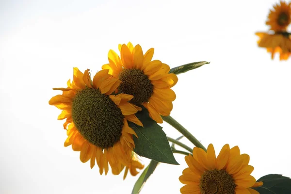 Yellow flower of sunflower — Stock Photo, Image