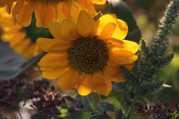 Gul blomma av solros — Stockfoto