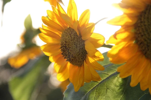 Yellow flower of sunflower — Stock Photo, Image