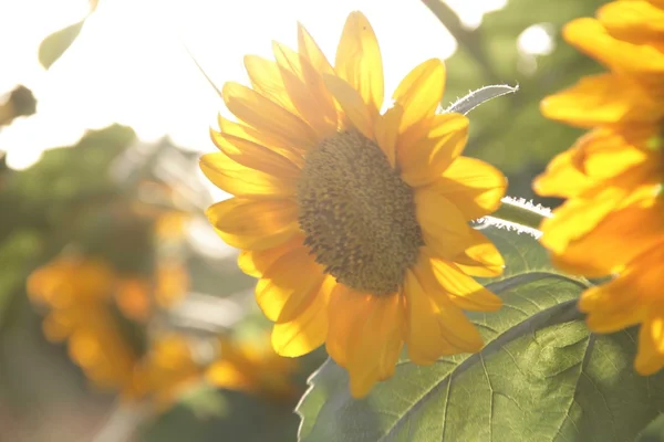 The sunflowers lit by the sun — Stock Photo, Image