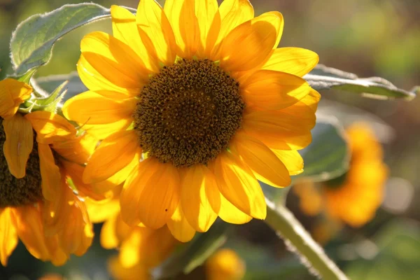 Yellow flower of sunflower — Stock Photo, Image