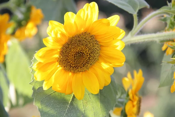 Yellow flower of sunflower — Stock Photo, Image