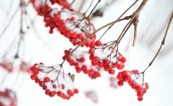 Красные ягоды вибурнума на ветке, покрытой снегом — стоковое фото
