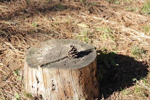 Kotte ligger på en stubbe — Stockfoto