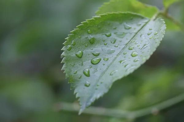 Краплі води на зеленому листі, роса на листі — стокове фото