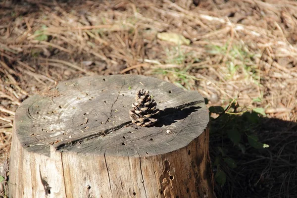 Cono de pino se encuentra en un muñón — Foto de Stock