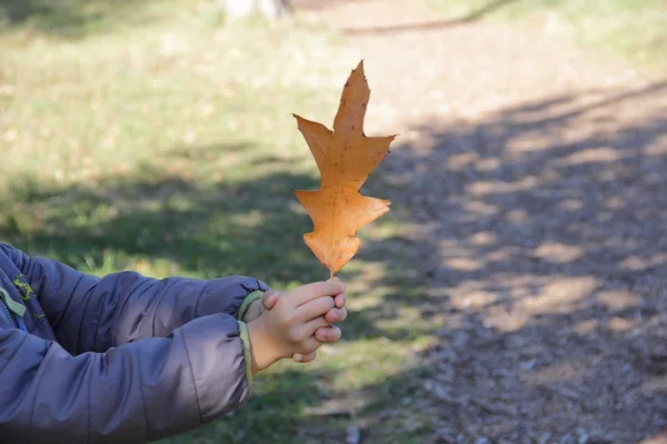 Kind houden Herfstblad — Stockfoto