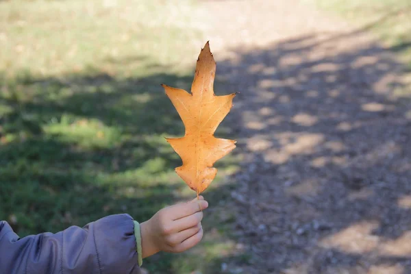 Kind houden Herfstblad — Stockfoto