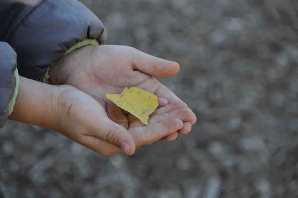 Kind houden Herfstblad — Stockfoto