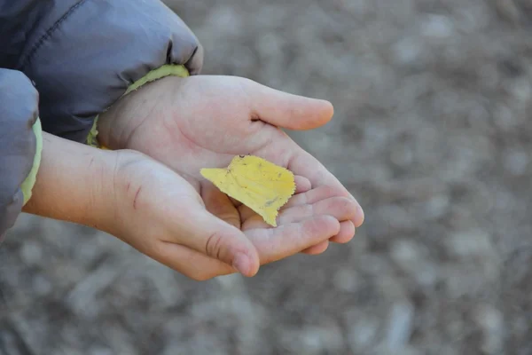 Kind houden Herfstblad — Stockfoto