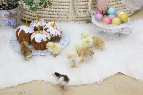 Keksy Wielkanocne, kolorowe jajka i kury na żywo — Zdjęcie stockowe