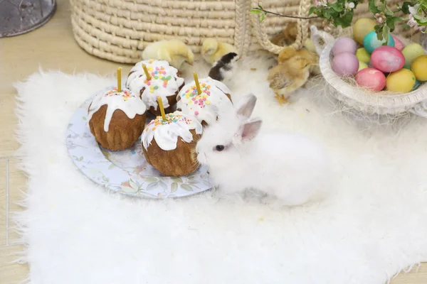 Torte pasquali, uova colorate e pulcini vivi e coniglietti — Foto Stock
