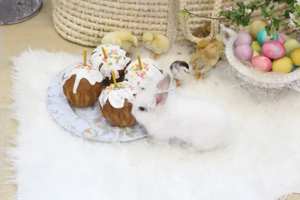 Bunny a kuřat a velikonoční dorty a malovaná vajíčka — Stock fotografie