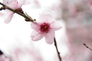 bir ağaç dalı şeftali pembe çiçek