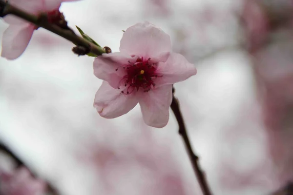 Pink flower on a tree branch peach — Stock Photo, Image