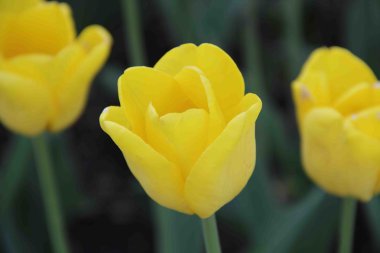 Sarı Lale çiçek yatakta