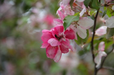 pembe çiçekli ağaç dalı elma ağacı