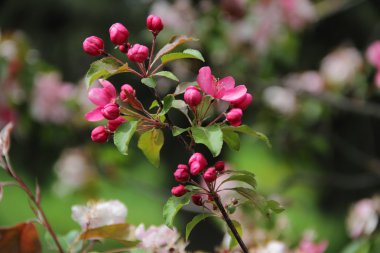 pembe çiçekli ağaç dalı elma ağacı