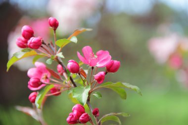 pembe çiçekli ağaç dalı elma ağacı