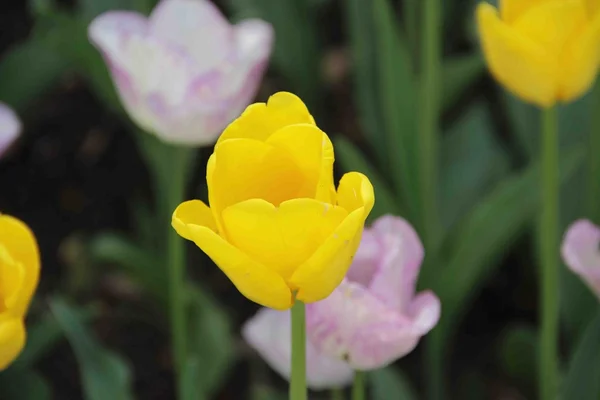 Sarı Lale çiçek yatakta — Stok fotoğraf