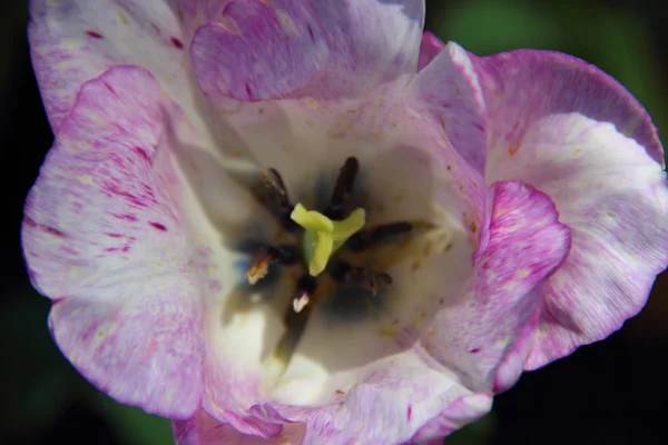 Lila Tulpe im Blumenbeet — Stockfoto