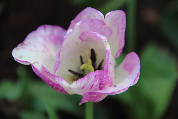 Lila Tulpe im Blumenbeet — Stockfoto