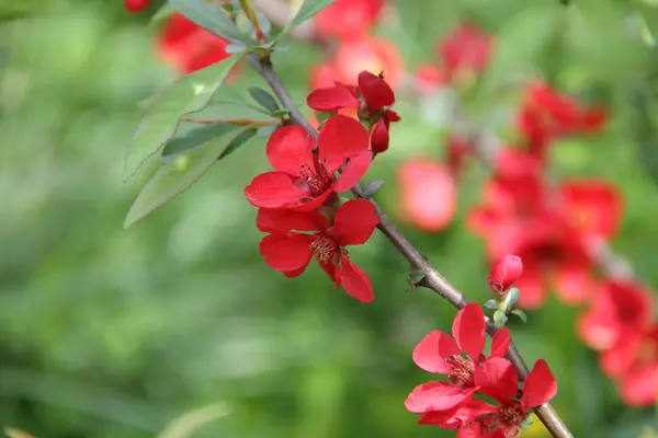 Branche d'un Bush vert avec des fleurs rouges — Photo