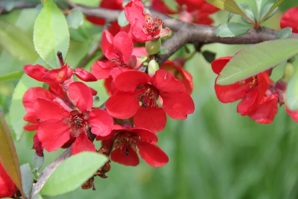 Fleurs rouges sur la branche d'un Bush Park — Photo