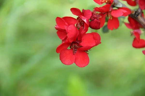 Czerwone kwiecie na gałąź krzew Park — Zdjęcie stockowe