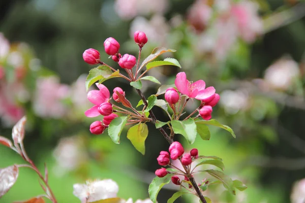 pembe çiçekli ağaç dalı elma ağacı