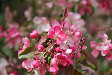 pembe çiçekler Crabapple ağaç dal