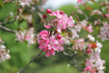 pembe çiçekler Crabapple ağaç dal