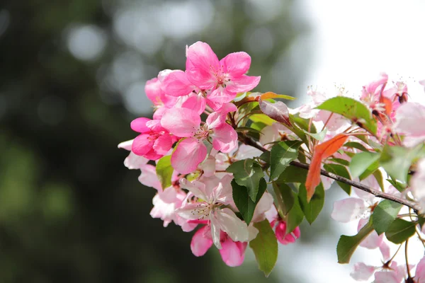 Pink flowers on a Crabapple tree branch — Stock Photo, Image