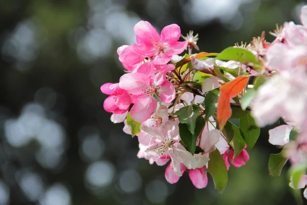 Tree branch Apple tree with pink flowers — Stock Photo, Image