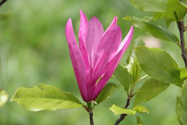 pembe çiçekli manolya ağacının dalını