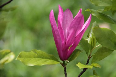 pembe çiçekli manolya ağacının dalını