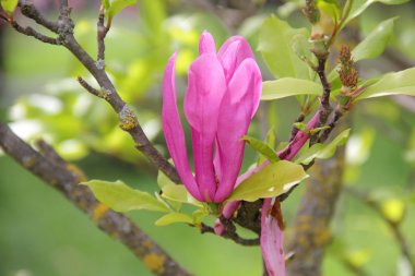 Manolya ağacının dalını pembe çiçek