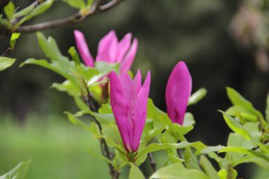 Manolya ağacının dalını pembe çiçek