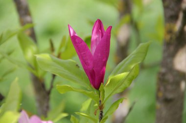 pembe çiçekli manolya ağacının dalını