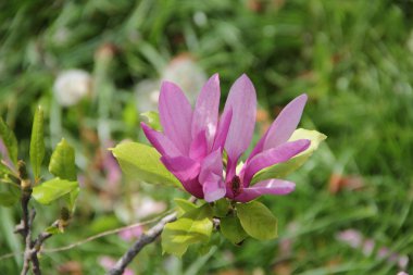 pembe çiçekli manolya ağacının dalını