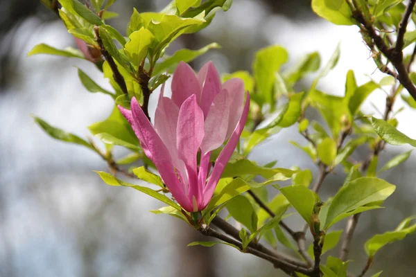 pembe çiçekli manolya ağacının dalını