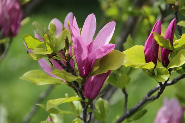 pembe çiçekli manolya ağacının dalını